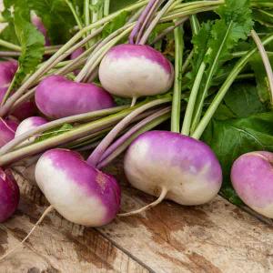 Navet-Légume Rouge Plat Hâtif à Feuille Entière